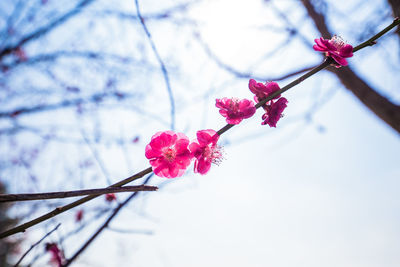 Low angle view of flowers on branch