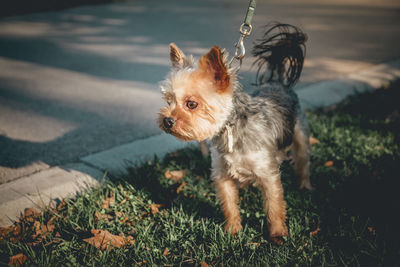 Little cute dog - yorkshire terrier standing in the city park