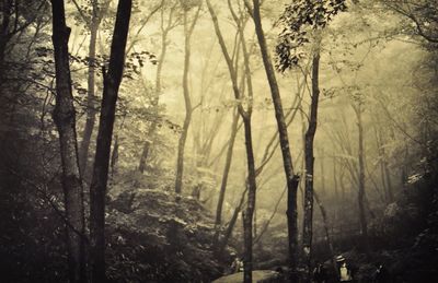 Bare trees in forest