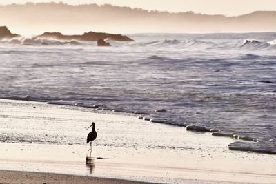 Seagulls on beach