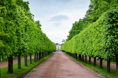 Road amidst trees in park against sky