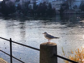 Seagull perching on railing by lake