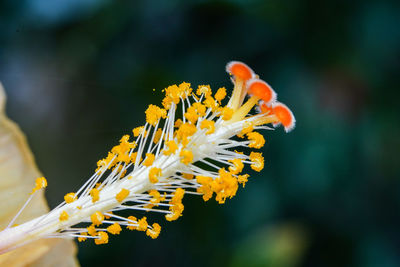 Close-up of orange flower