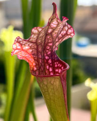 pitcher plant