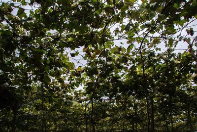 Low angle view of trees