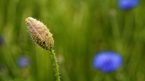 Close-up of flower growing outdoors