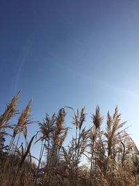 Low angle view of trees against clear blue sky