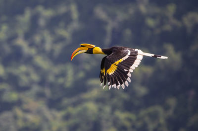 Great hornbill flying in the jungle.