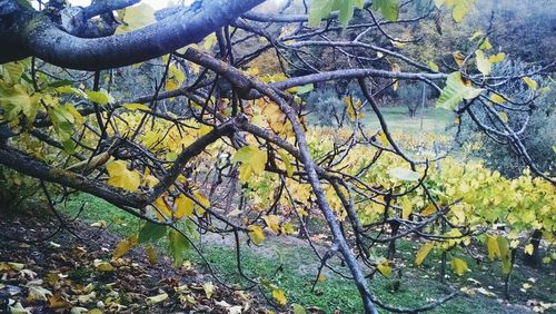 Close-up of bare tree branches