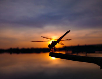 Silhouette bird on lake against sky during sunset