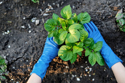 Woman in rubber mittens works in the garden with vegetables