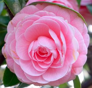 Close-up of pink rose