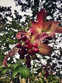 Close-up of red berries growing on tree