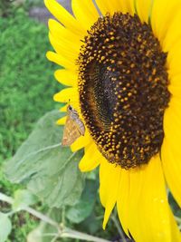 Close-up of bee on sunflower