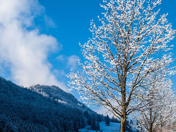 Close-up of tree against sky during winter