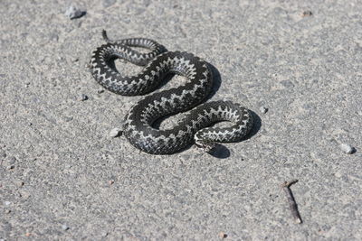 High angle view of snake coiled on pavement