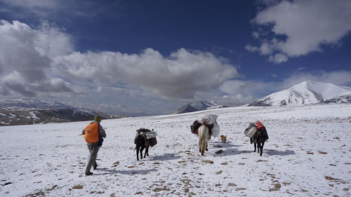 Horses on snow covered land against sky