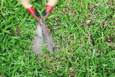 Close-up of grass on field