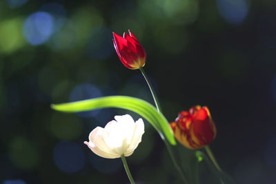 Close-up of white tulip