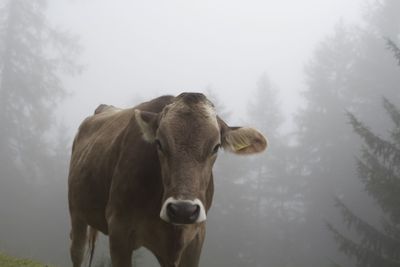 Horse standing on snow covered landscape