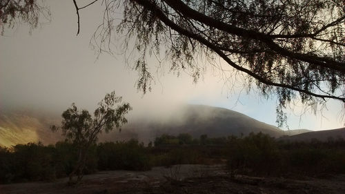 Bare trees in foggy weather