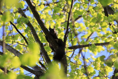 Low angle view of a tree