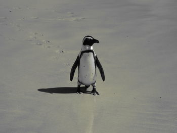 View of bird in water