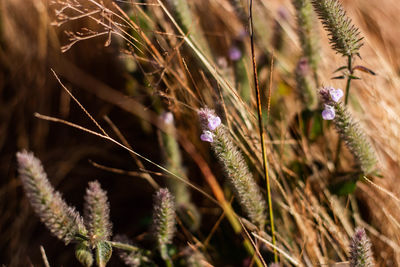 Close-up of purple flowering plants on field