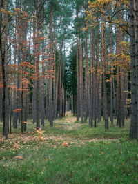 Trees growing in forest