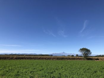 Scenic view of agricultural field against blue sky