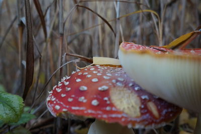 Close-up of red mushroom