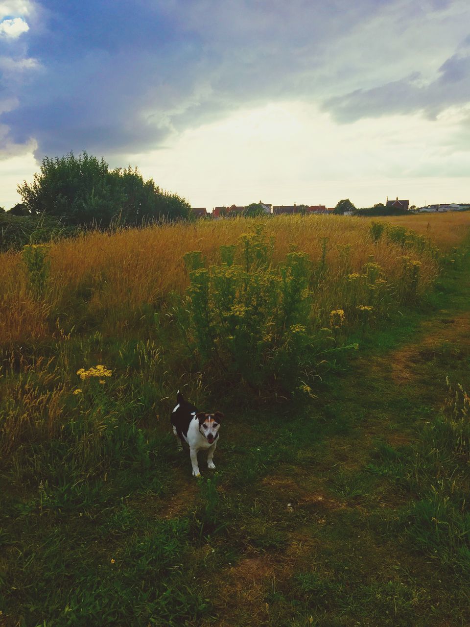 domestic animals, animal themes, grass, mammal, pets, field, dog, grassy, sky, landscape, nature, growth, cloud - sky, green color, plant, tranquility, beauty in nature, rural scene, tranquil scene, cloud, day, no people, outdoors, scenics