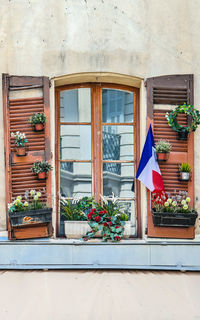 Potted plants outside house