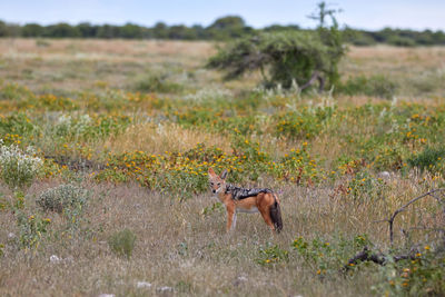 A black backed jackal walking in the grass