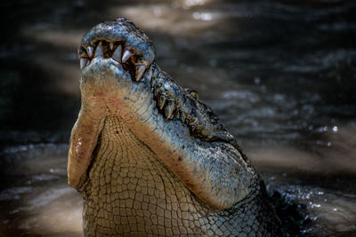 Close-up of crocodile head