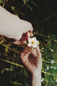 Close-up of hand holding white flowering plant