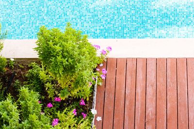 High angle view of plants at poolside