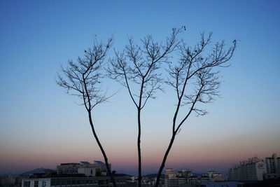 Bare tree against blue sky