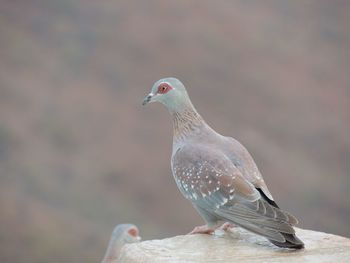 Close-up of seagull perching