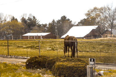 Sheep grazing on field