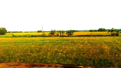 Scenic view of field against clear sky