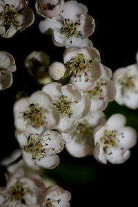 Close-up of white flowers