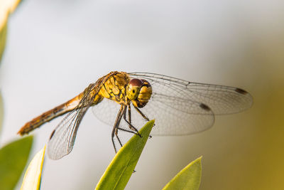 Close-up of dragonfly on leaf