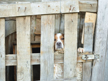 Portrait of dog peeking through fence