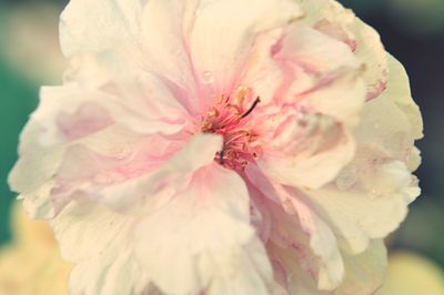 Close-up of flower