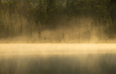 Scenic view of lake in forest