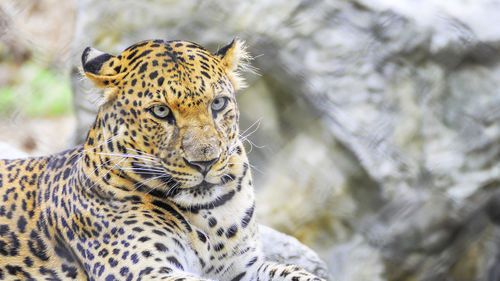 Close-up leopard looking away