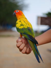 Close-up of a hand holding bird