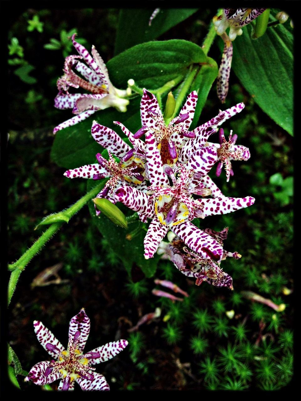 CLOSE-UP OF PURPLE FLOWERS BLOOMING