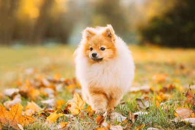 Portrait of dog on field